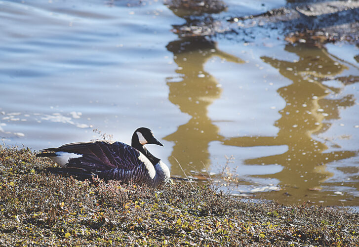 River watcher